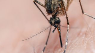 A mosquito biting into skin