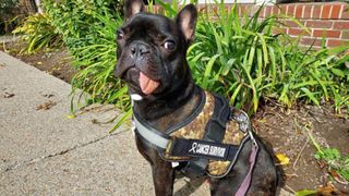 To remove Tyson's tumor, the majority of the puppy's lower left mandible had to be removed.