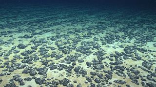 A picture of the seafloor off the eastern U.S. coast covered in metallic nodules rich in manganese.