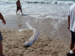 an oarfish washed up on the shore of a beach with three people around it