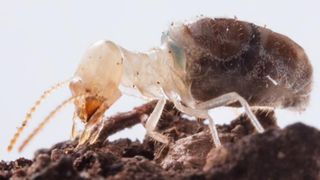 A close-up of a termite with a darkened abdomen